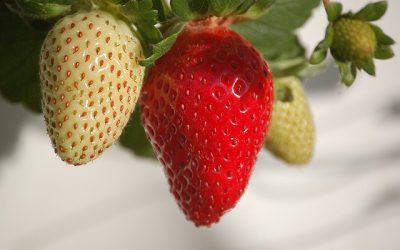 Comment cultiver des fraises à la maison
